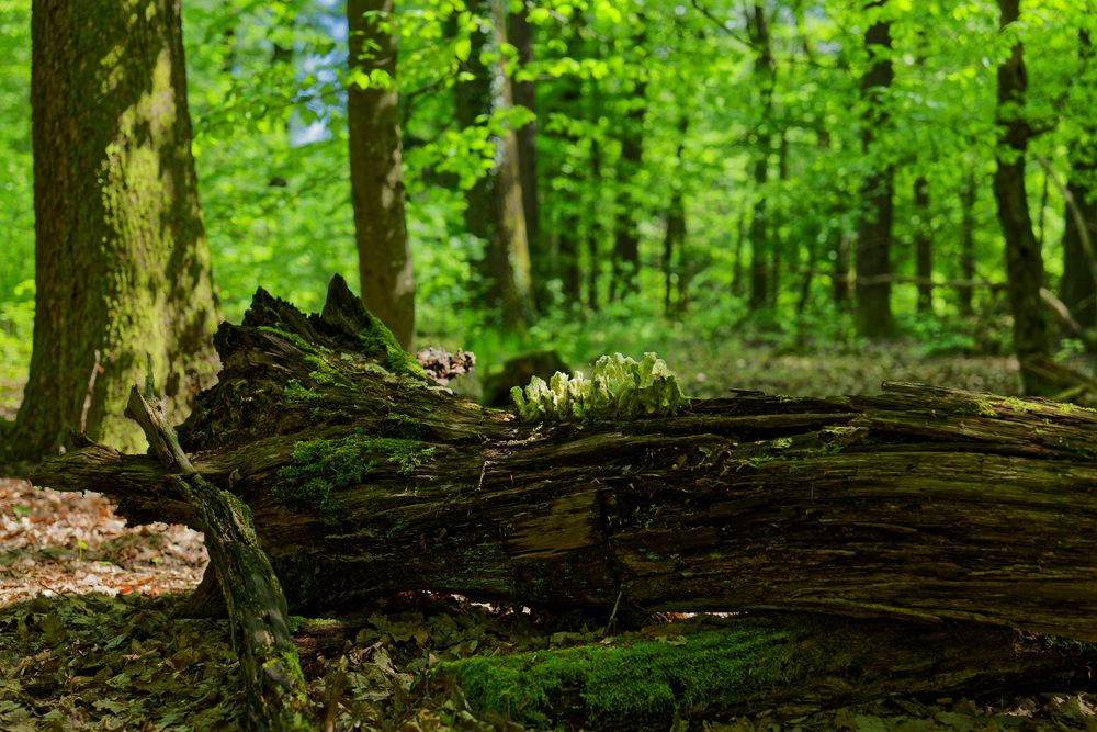 Waldmotive, hier: morscher Eichenstamm