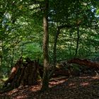 Waldmotive, hier: morscher Kirschbaum