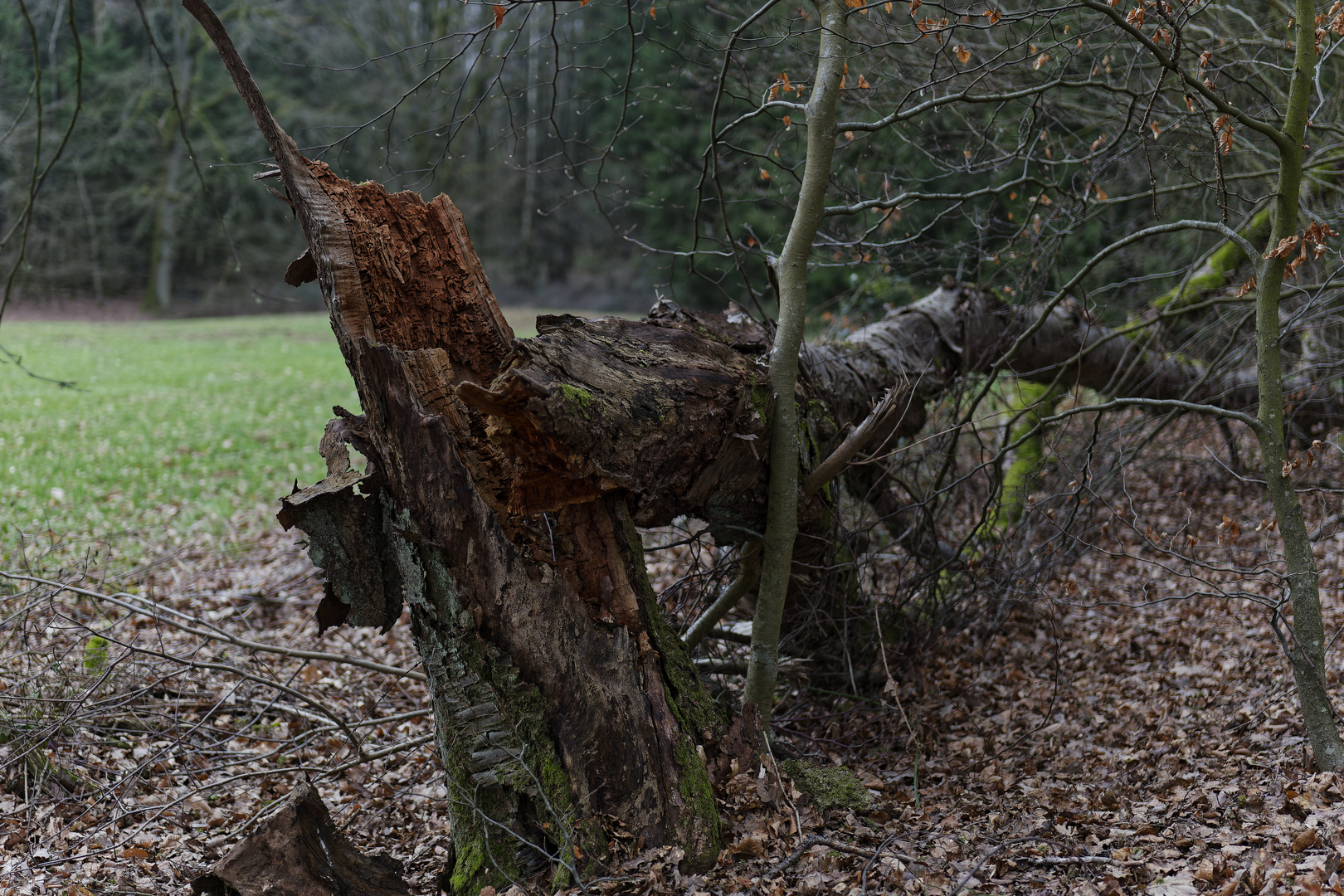 Waldmotive, hier: morscher Kirschbaum