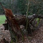 Waldmotive, hier: morscher Kirschbaum