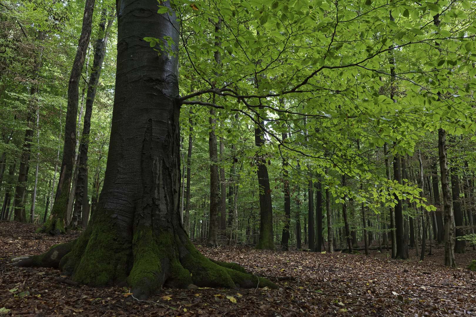 Waldmotive, hier: nasse Stämme