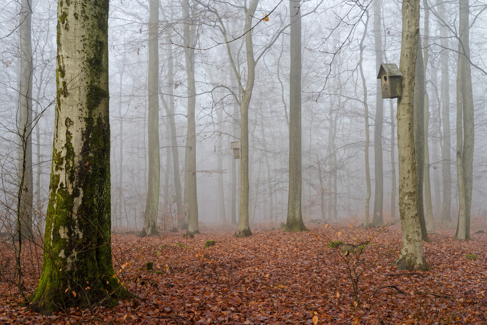 Waldmotive, hier: Nebel im Buchenwald