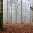 Waldmotive, hier: Nebel im Buchenwald