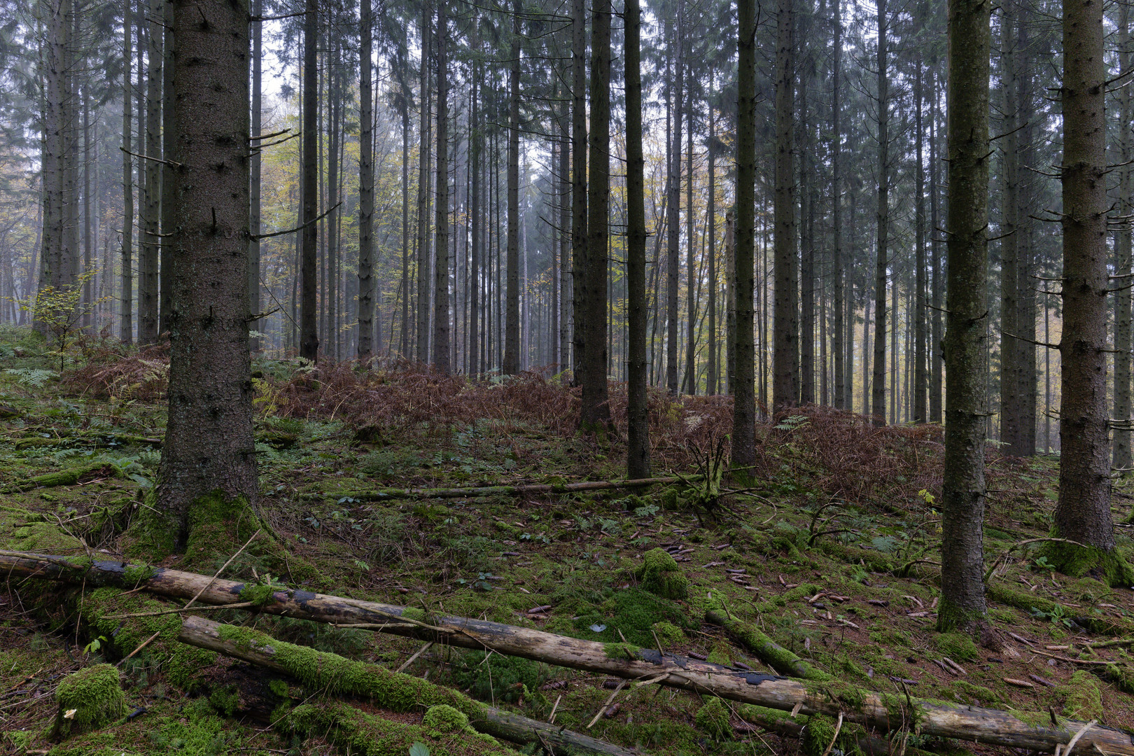 Waldmotive, hier: Nebel im Fichtenwald