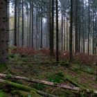 Waldmotive, hier: Nebel im Fichtenwald