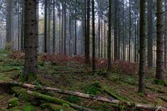 Waldmotive, hier: Nebel im Fichtenwald