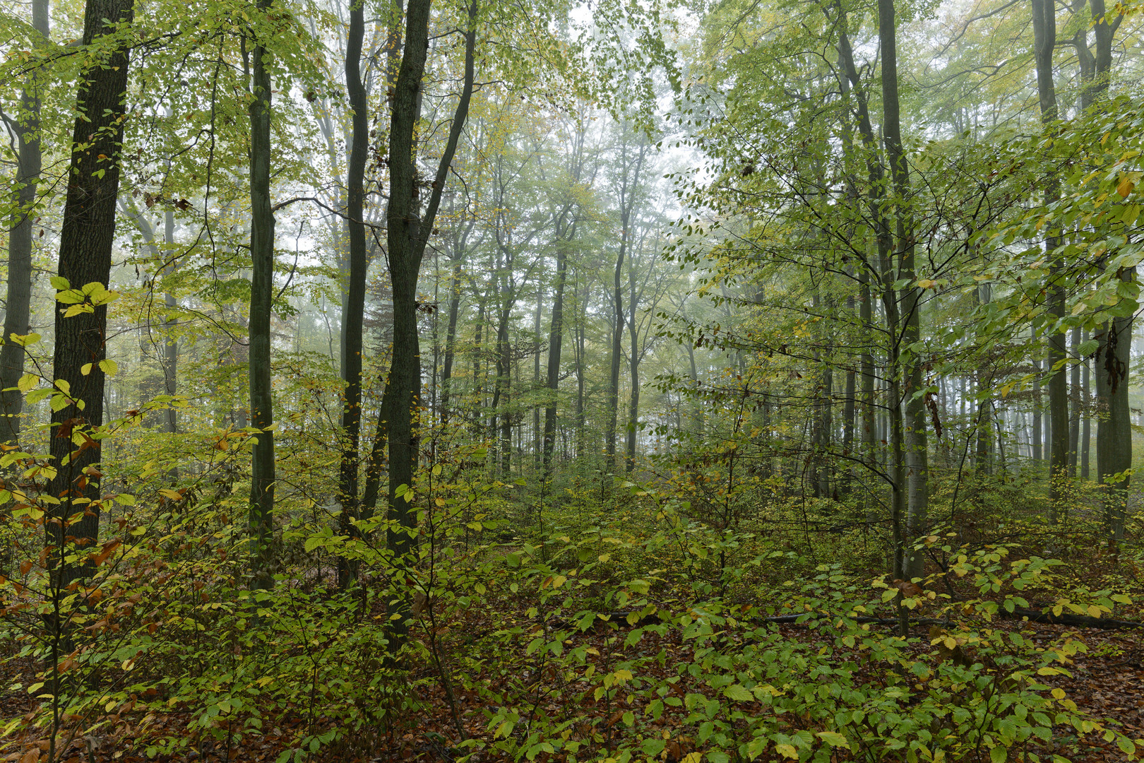 Waldmotive, hier: Nebel im Herbstwald