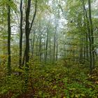 Waldmotive, hier: Nebel im Herbstwald