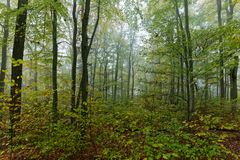 Waldmotive, hier: Nebel im Herbstwald