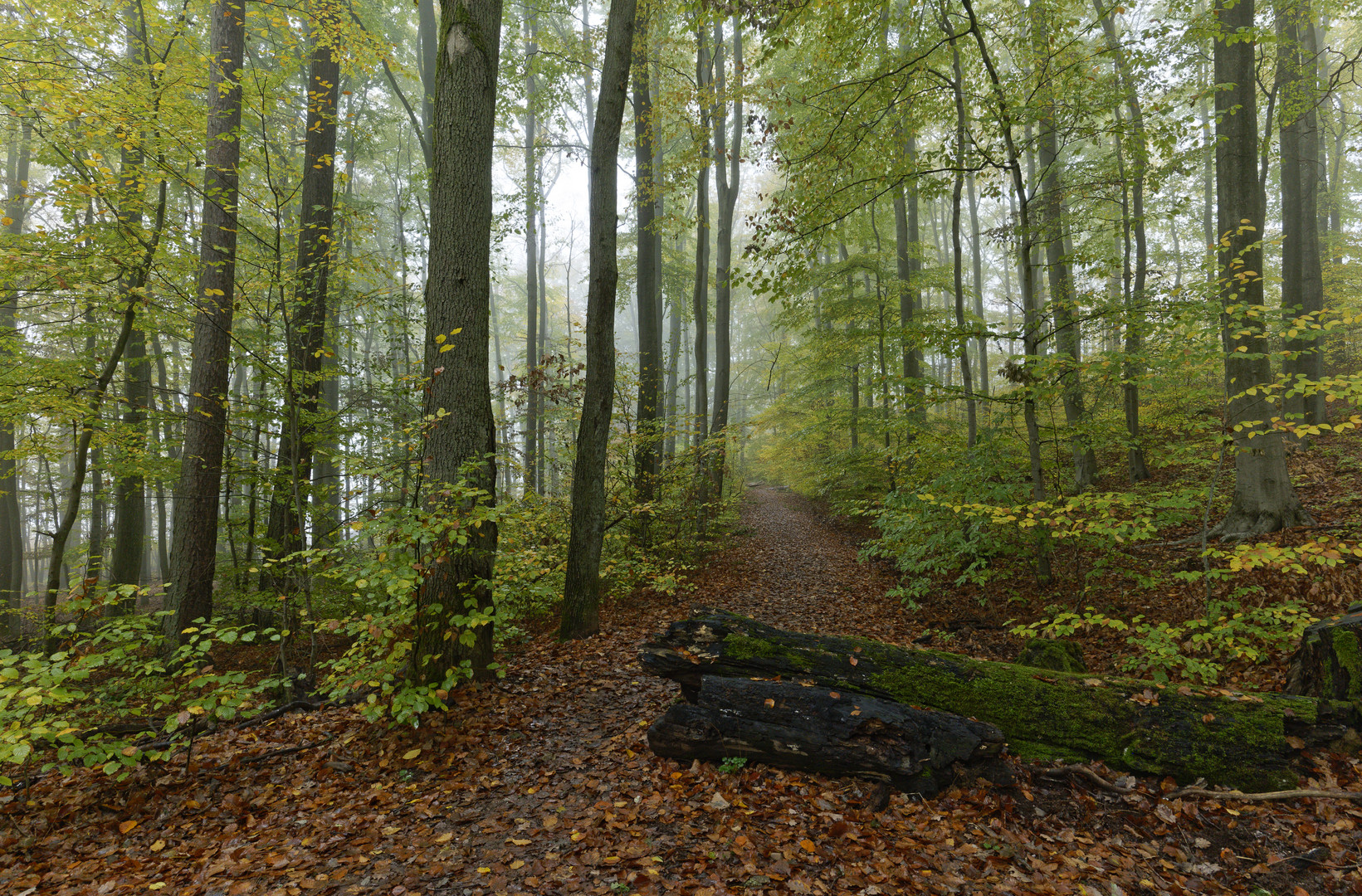 Waldmotive, hier: Nebel im Herbstwald (2)