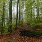 Waldmotive, hier: Nebel im Herbstwald (2)