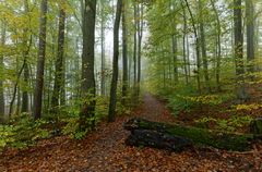 Waldmotive, hier: Nebel im Herbstwald (2)