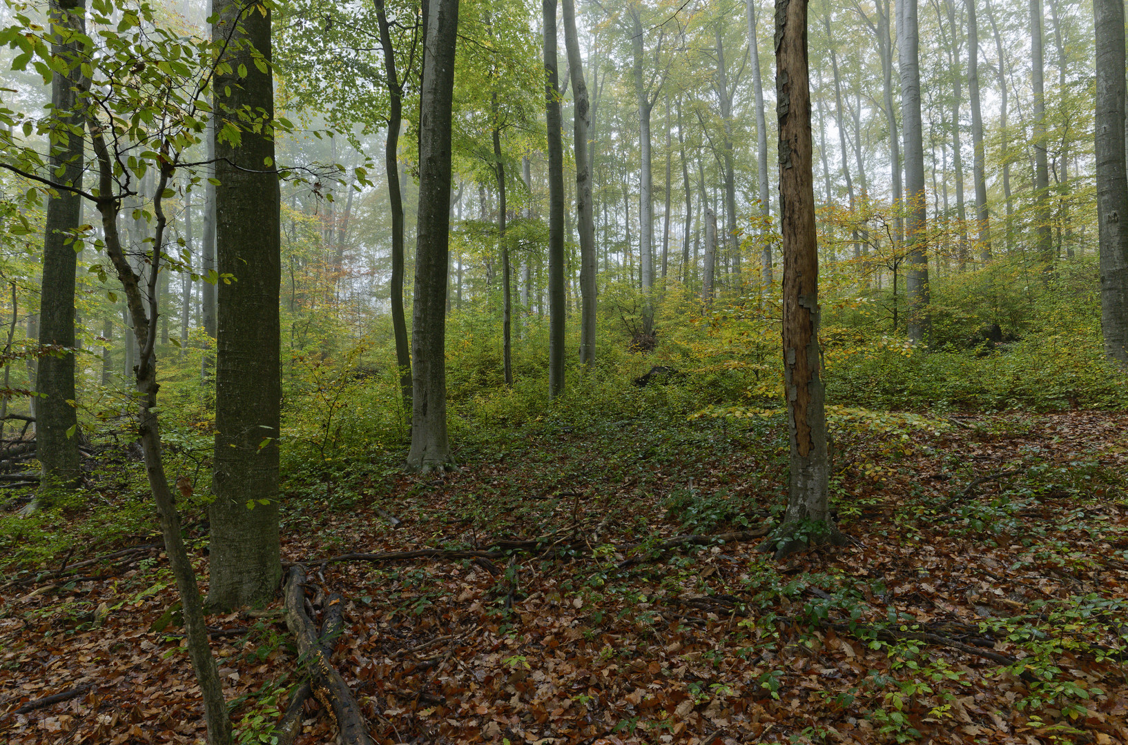 Waldmotive, hier: Nebel im Herbstwald (3)