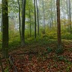 Waldmotive, hier: Nebel im Herbstwald (3)
