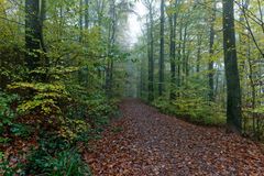 Waldmotive, hier: Nebel im Herbstwald (4)