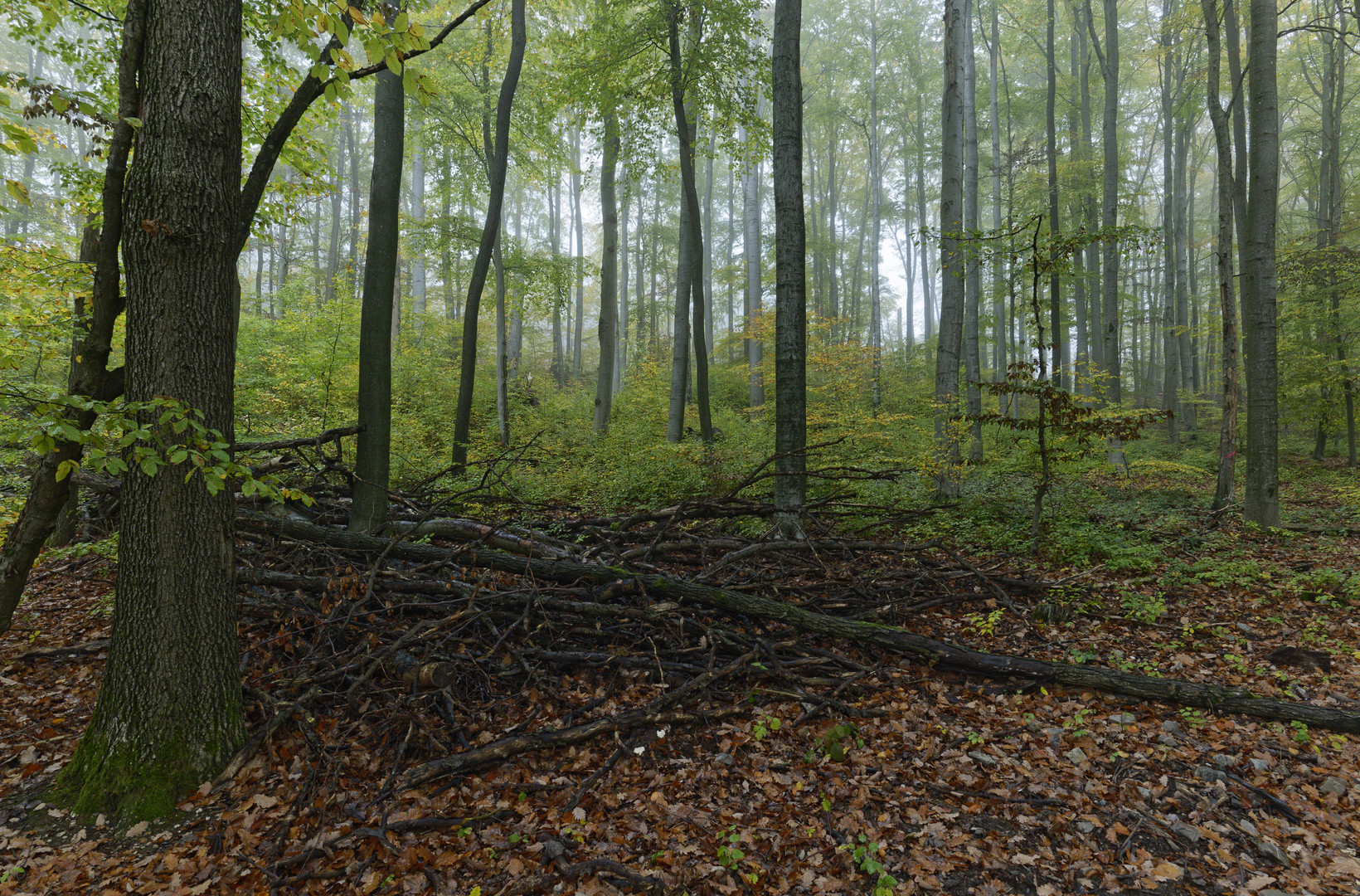 Waldmotive, hier: Nebel im Herbstwald (5)