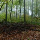 Waldmotive, hier: Nebel im Herbstwald (5)