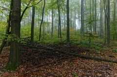 Waldmotive, hier: Nebel im Herbstwald (5)