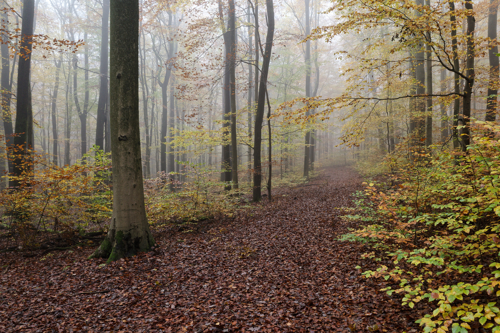 Waldmotive, hier: Nebel im Herbstwald