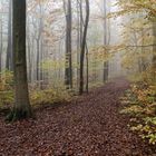 Waldmotive, hier: Nebel im Herbstwald