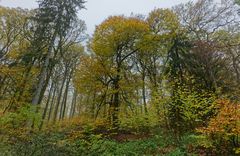Waldmotive, hier: Nebel im Herbstwald