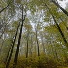 Waldmotive, hier: Nebel in den Baumkronen