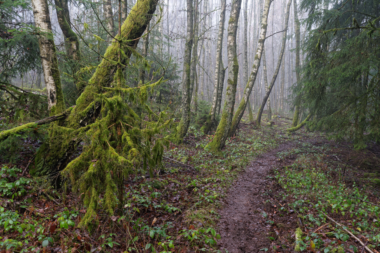 Waldmotive, hier: Nebelstimmung im Birkenwäldchen