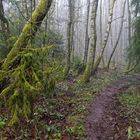 Waldmotive, hier: Nebelstimmung im Birkenwäldchen