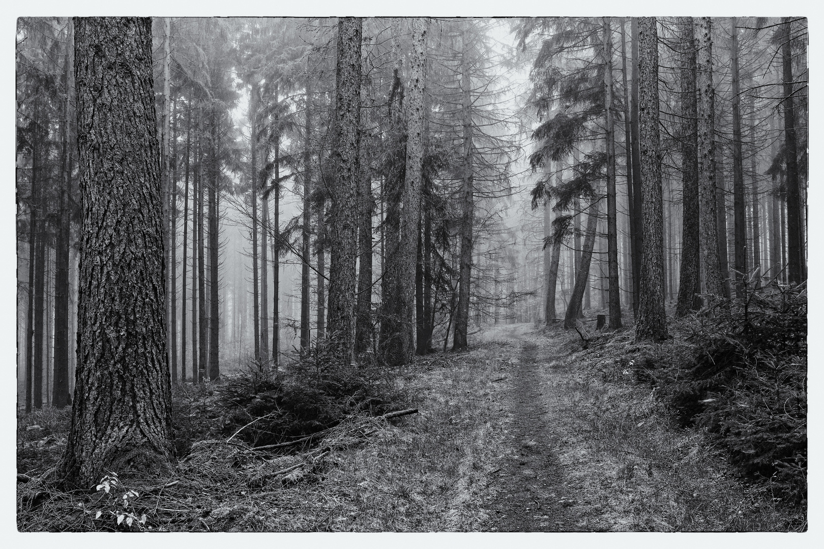 Waldmotive, hier: Nebelstimmung im Fichtenwald