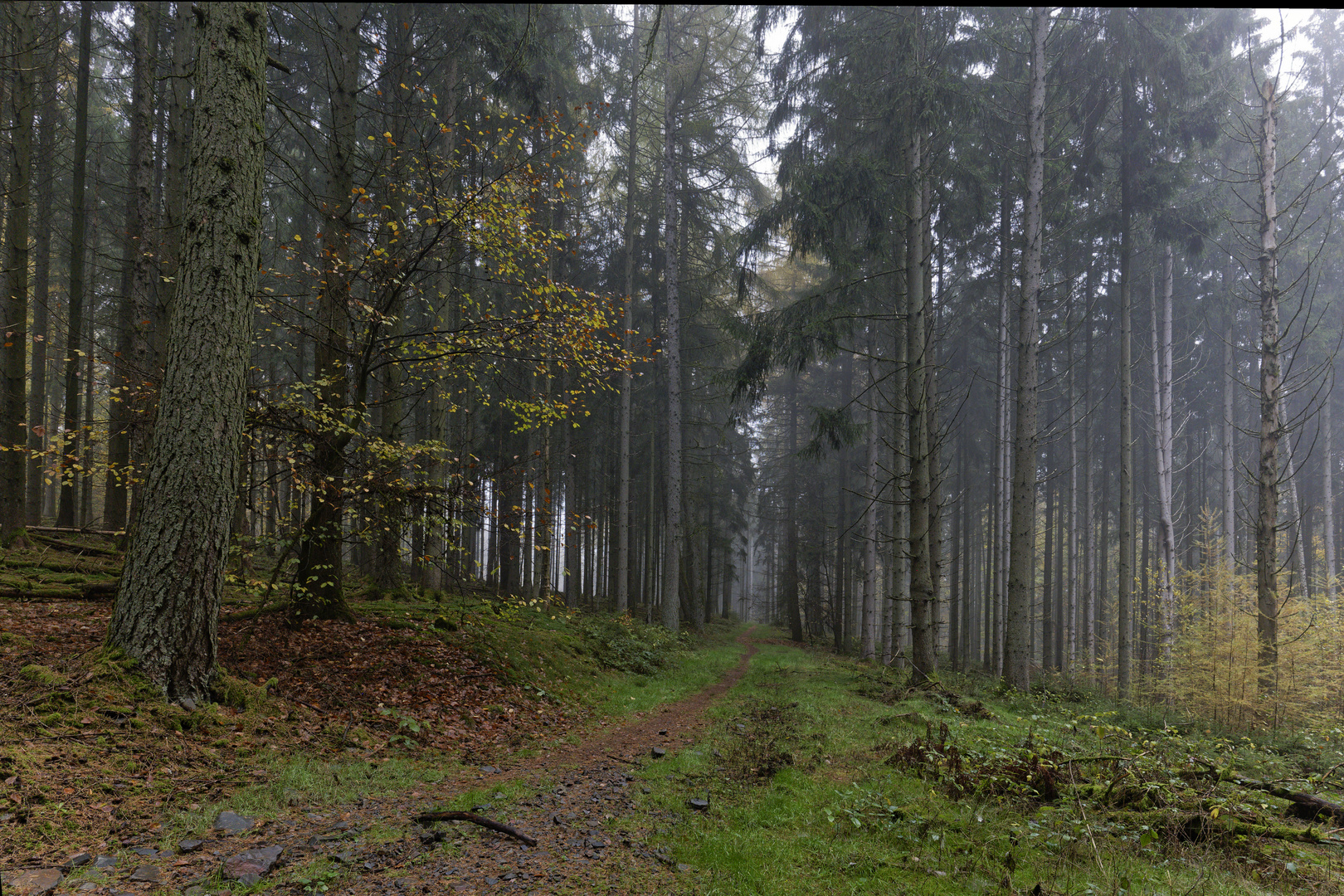 Waldmotive, hier: Nebelstimmung im Fichtenwald