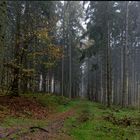 Waldmotive, hier: Nebelstimmung im Fichtenwald