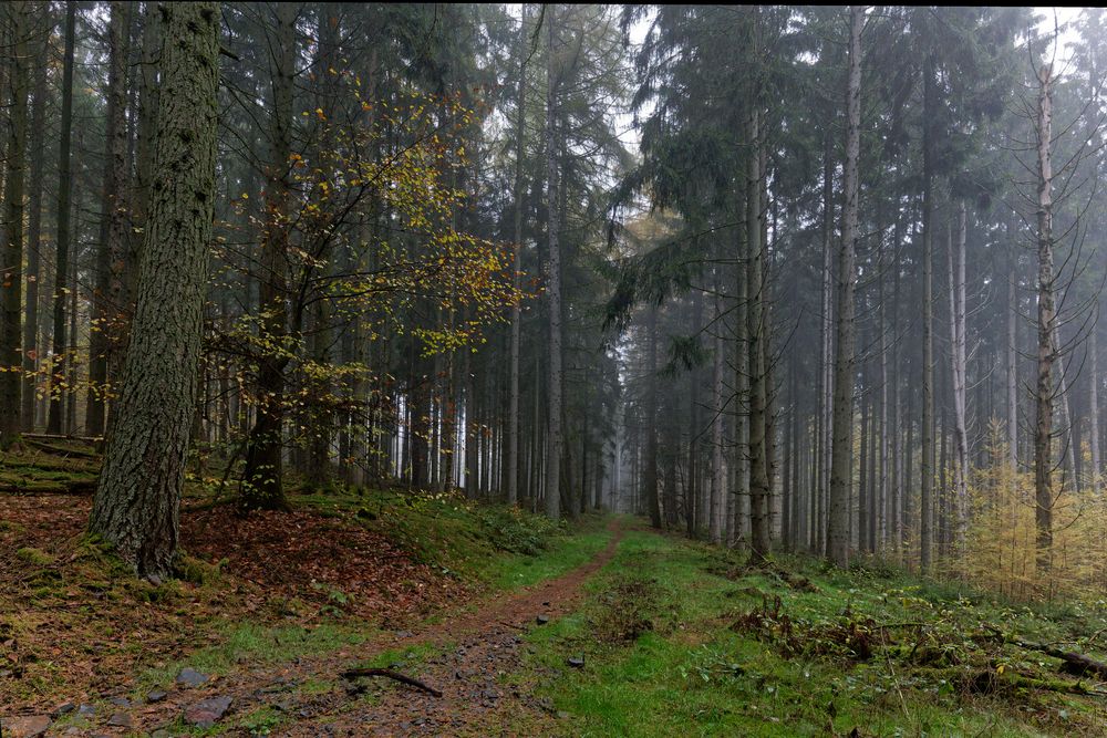 Waldmotive, hier: Nebelstimmung im Fichtenwald