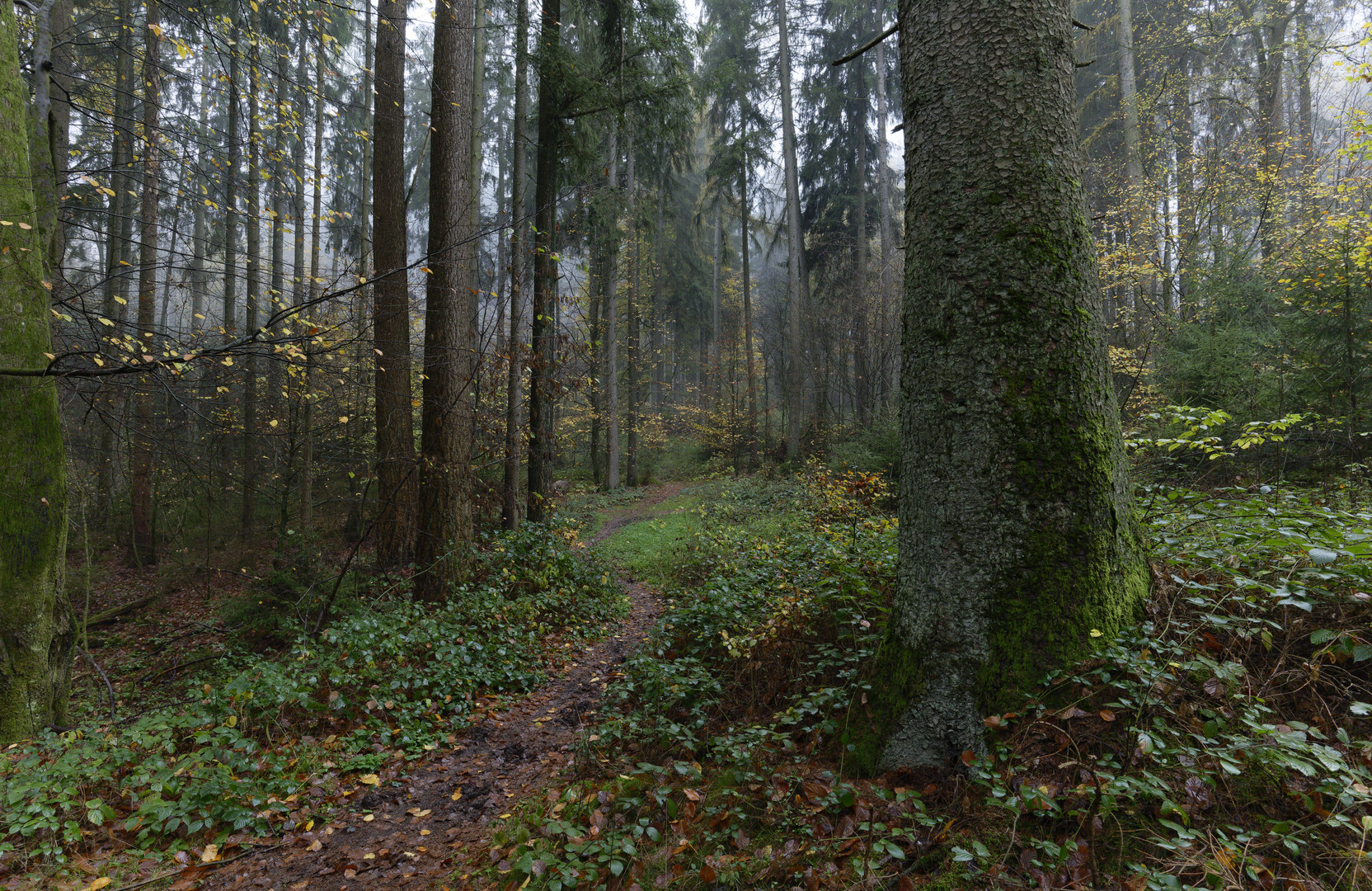 Waldmotive, hier: Nebelstimmung im Fichtenwald