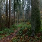 Waldmotive, hier: Nebelstimmung im Fichtenwald