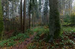 Waldmotive, hier: Nebelstimmung im Fichtenwald