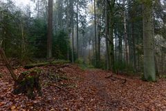 Waldmotive, hier: Nebelstimmung im Herbstwald (2)