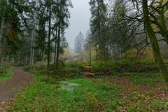 Waldmotive, hier: Nebelstimmung im Herbstwald (3)