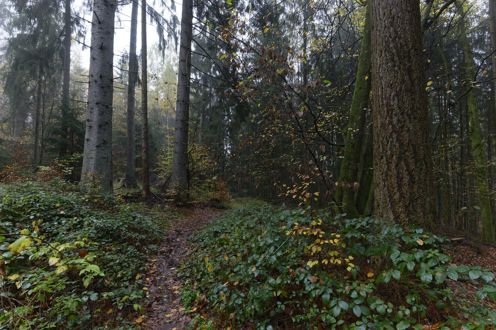 Waldmotive, hier: Nebelstimmung im Herbstwald