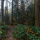 Waldmotive, hier: Nebelstimmung im Herbstwald