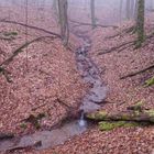 Waldmotive, hier: Nebelstimmung im Laubwald (2)