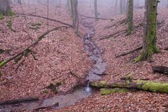 Waldmotive, hier: Nebelstimmung im Laubwald (2)