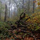 Waldmotive, hier: Nebelstimmung im Laubwald