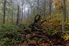 Waldmotive, hier: Nebelstimmung im Laubwald