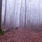 Waldmotive, hier: Nebelstimmung im Laubwald