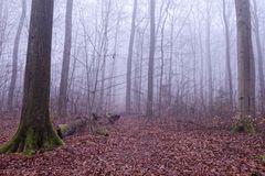 Waldmotive, hier: Nebelstimmung im Laubwald