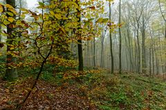 Waldmotive, hier: Nebelstimmung im Laubwald