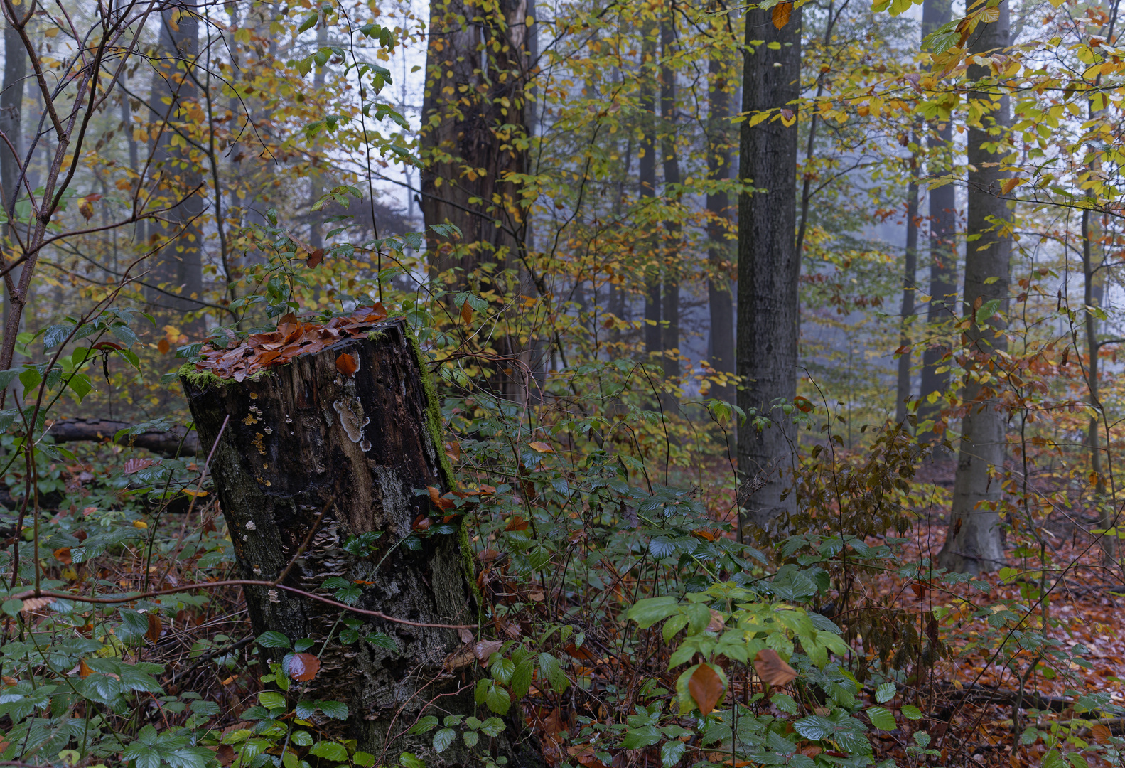 Waldmotive, hier: Nebelstimmung im Laubwald