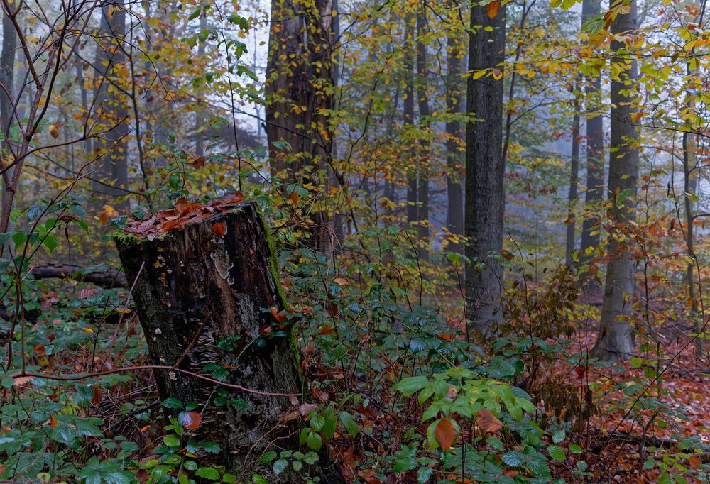 Waldmotive, hier: Nebelstimmung im Laubwald