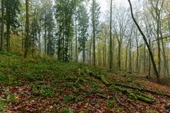 Waldmotive, hier: Nebelstimmung im Mischwald