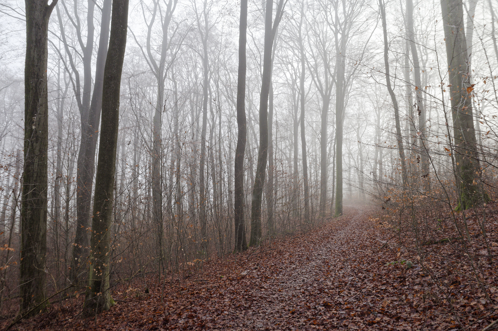 Waldmotive, hier: Nebelstimmung im Wald